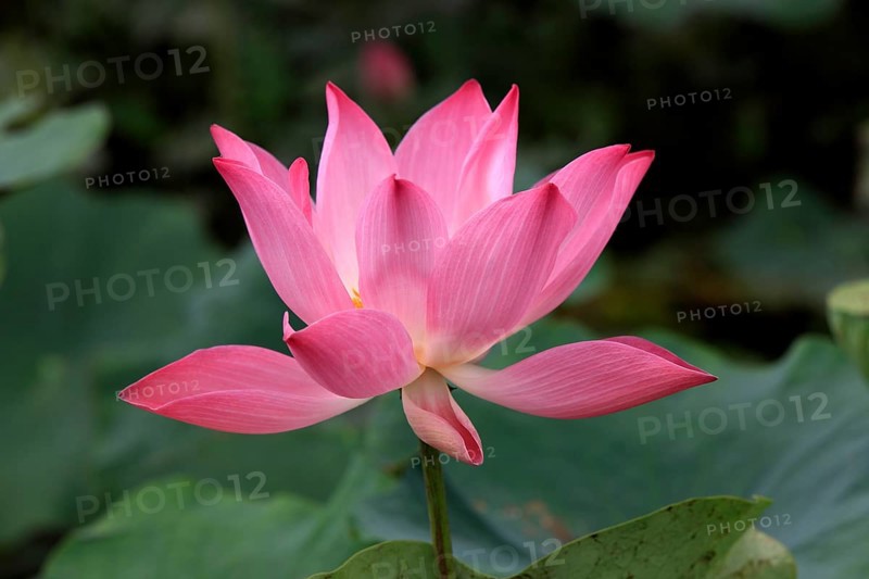 Indian lotus flower (Nelumbo nucifera), blooming, flower, aquatic plant Kinabalu, Sabah, Malaysia, Borneo, Asia