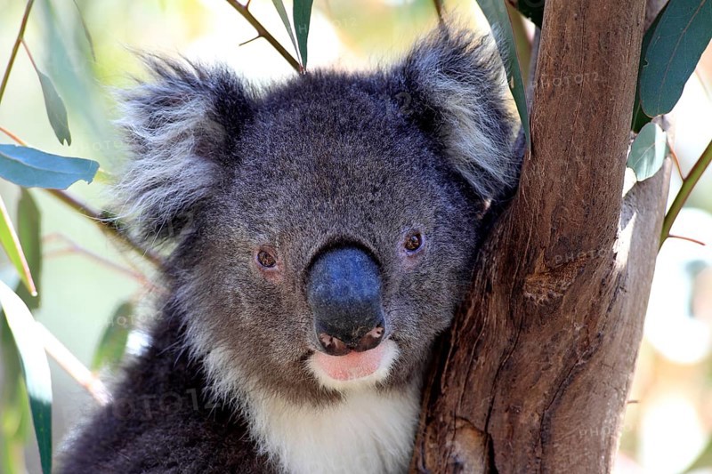 Koala (Phascolarctos cinereus), subadult, half-grown juvenile, on tree, Kangaroo Island, South Australia, Australia, Oceania