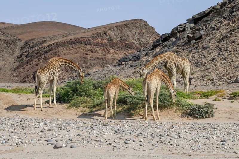 Angola giraffes (Giraffa camelopardalis angolensis) in the Hoanib dry river, Kaokoveld, Kunene region, Namibia, Africa