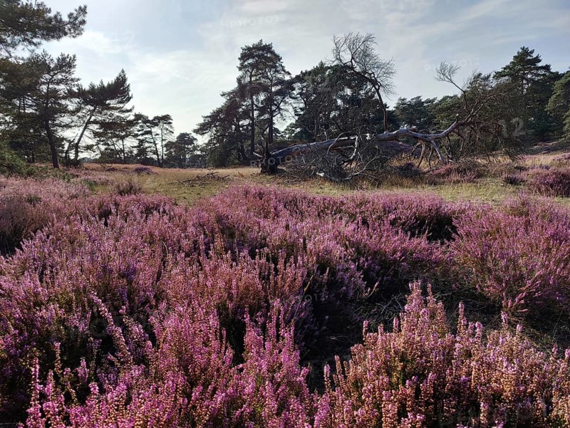 Landscape with blooming heather and pine trees, De Hoge Veluwe National Park, Otterlo, province of Gelderland, Netherlands