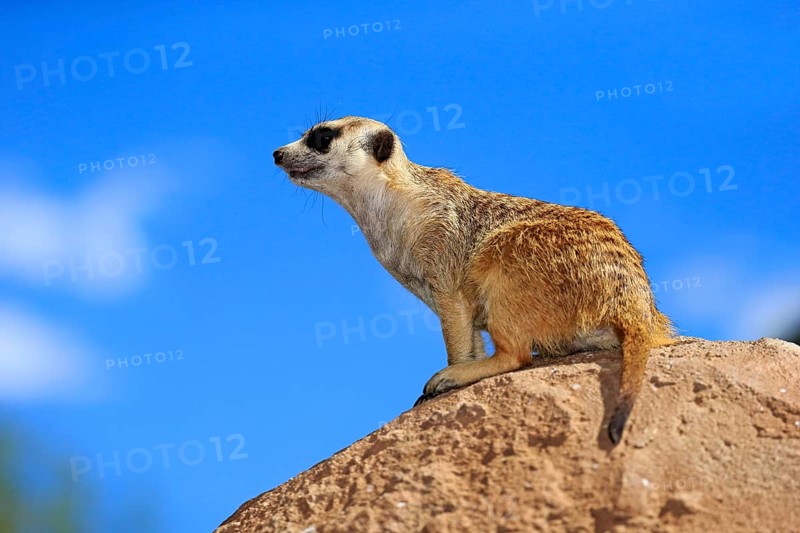 Meerkat (Suricata suricatta), adult on rock, alert, Klein Karoo, Western Cape, South Africa, Africa