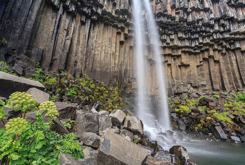 Waterfall, basalt columns, summer, angelica root (Angelica archangelica), Svartifoss, Skaftafell National Park, Iceland, Europe