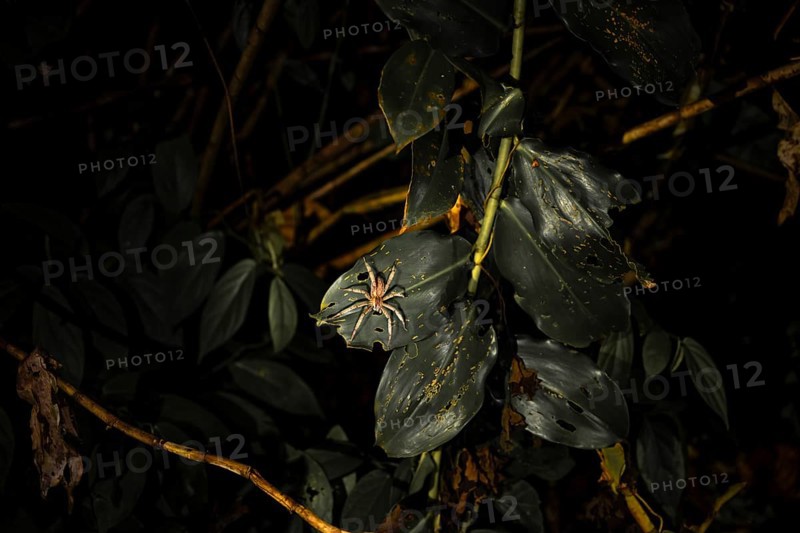 Creepy night shot, Geatzi comb spider (Cupiennius tazi) on a leaf in the jungle, Tortuguero National Park, Costa Rica, Central America