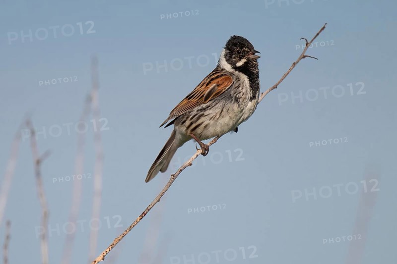 Reed bunting (Emberiza schoeniclus), male sitting on a branch, animal portrait, Bagges Dæmning, Ringkøbing Fjord, Denmark, Europe