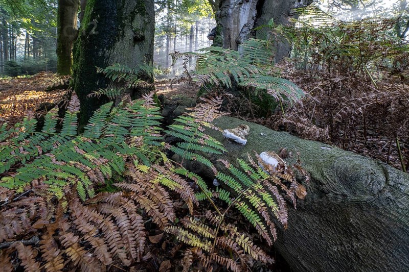 Bracken fern (Pteridium aquilinum) and tinder fungus (Fomes fomentarius) in a light-flooded beech forest (Fagus sylvatica), Emsland, Lower Saxony, Germany, Europe