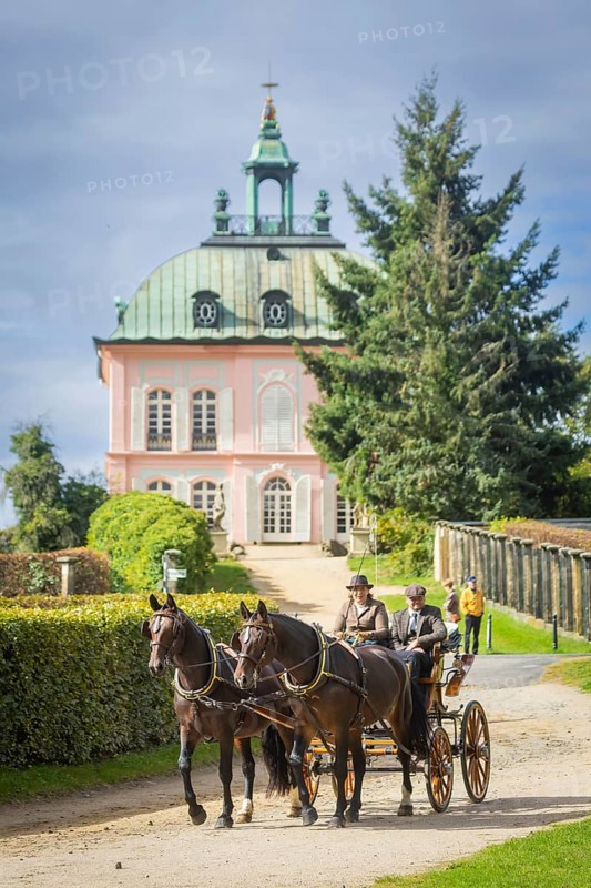 Presentation and route ride, all carriages in stylish tension, popular sporting event over approx. 30 km. An event organised by Reit- und Fahrverein Moritzburg e.V. Carriage at the Fasanenschlösschen, 29th Moritzburger Teichrundfahrt, Moritzburg, Saxony, Germany, Europe