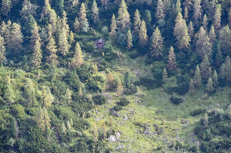 Deep view of a small wooden hut in the forest with larches, Swiss stone pines and mountain pines on the horse-rider Alm, Berchtesgaden National Park, Bavaria, Germany, Europe