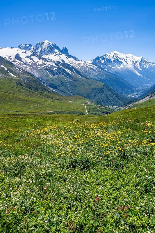 Flower meadow and mountain panorama with glaciated mountain peaks, view of Aiguille du Midi and Mont Blanc summits, Col de Balme, Chamonix, Haute-Savoie, France, Europe