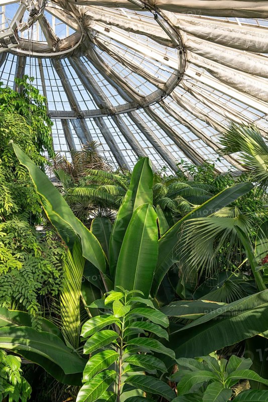 View of lush tropical vegetation up to a decorative domed glass roof structure, historic greenhouse, Palm House, Botanical Garden or Botanisk Have, University, Copenhagen, Denmark, Europe