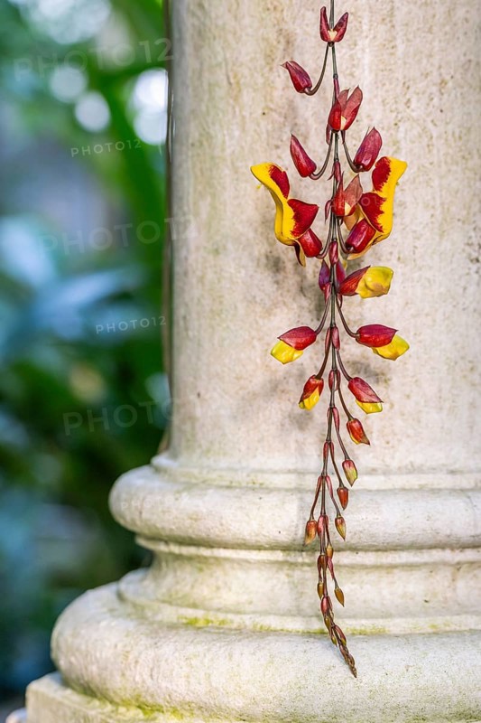White cast iron column, orchid, tropical plants, historic greenhouse, palm house, Botanical Garden or Botanisk Have, University, Copenhagen, Denmark, Europe
