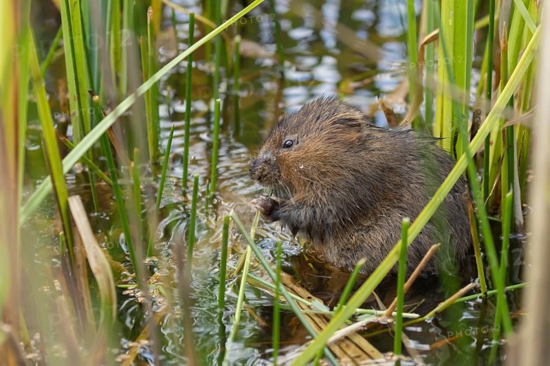 Water vole (Arvicola amphibius) adult rodent animal feeding on a reed leaf in a reedbed on a pond, England, United Kingdom, Europe