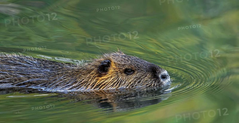 Coypu, nutria (Myocastor coypus) swimming in pond, invasive rodent in Europe, native to South America
