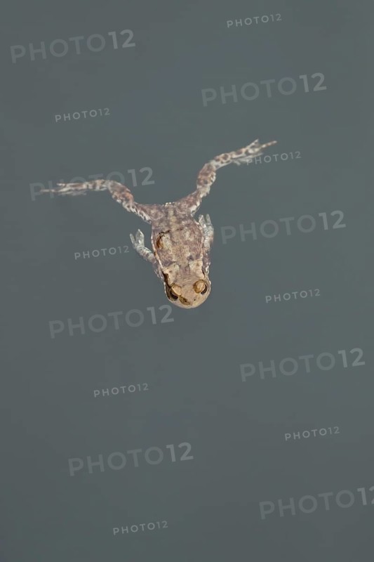 Common toad (Bufo bufo) adult amphibian swimming in a pond, England, United Kingdom, Europe
