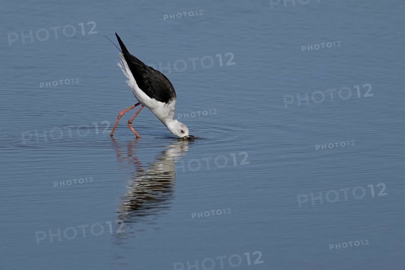 Black winged stilt (Himantopus himantopus) adult wading bird feeding in shallow water, England, United Kingdom, Europe
