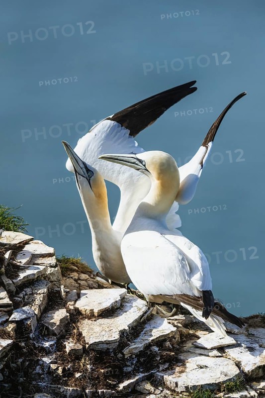 Pair of Northern Gannet, Morus bassanus, birds on cliff, Bempton Cliffs, North Yorkshire, England, United Kingdom, Europe