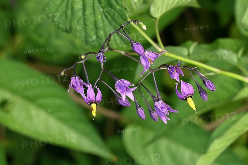 Bittersweet nightshade (Solanum dulcamara), Bitter nightshade, Blue bindweed, Purple flower, Woody nightshade in flower, Wilnsdorf, North Rhine-Westphalia, Germany, Europe