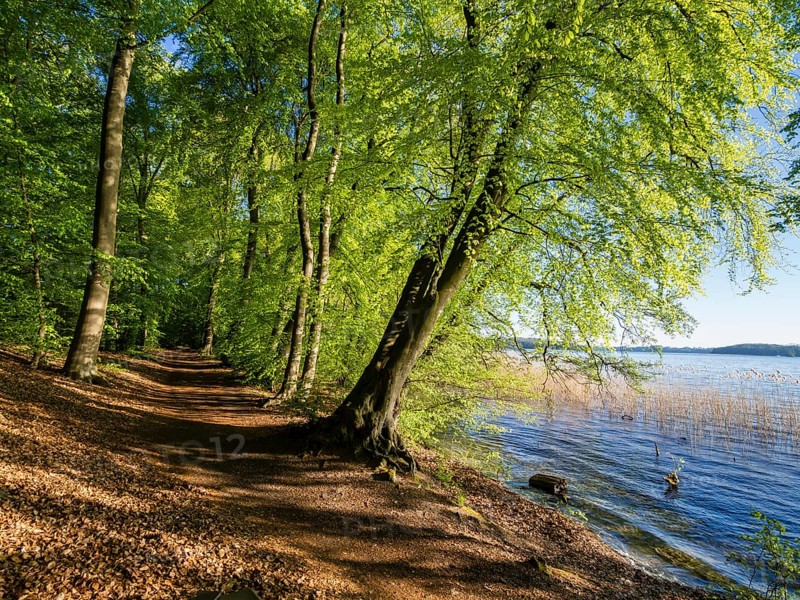 Cycle and walking path at Lake Schwerin, near Zippendorf, fresh green leaves, spring, Schwerin, Germany, Europe