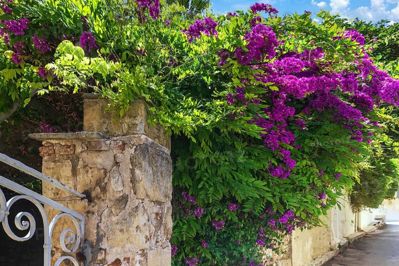 Greece, historic neighborhood of Plaka and Anafiotika in Athens with restaurants near Acropolis, Europe