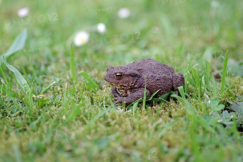 Common toad (Bufo Bufo), female, frog, grass, close-up of a toad in the garden