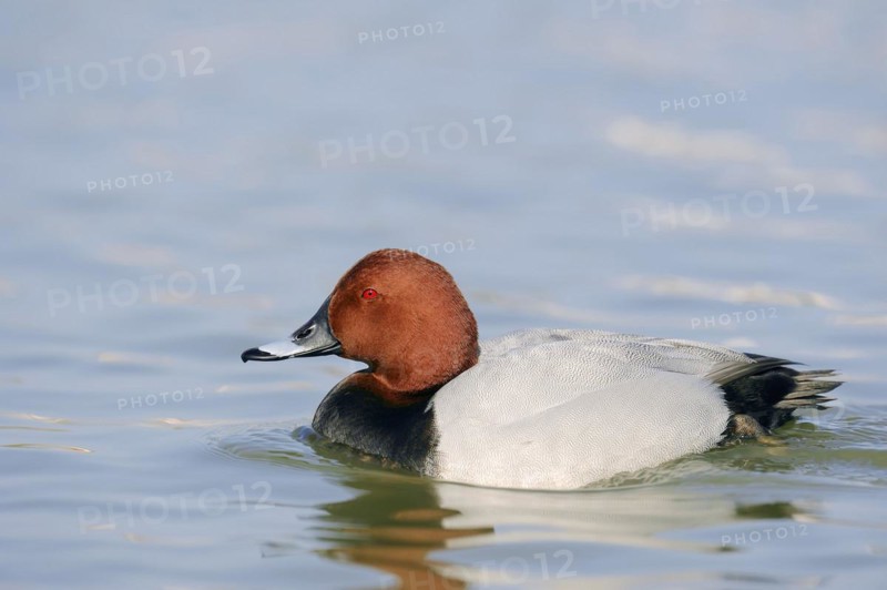 Common Pochard (Aythya ferina), male, Camargue, Provence, southern France