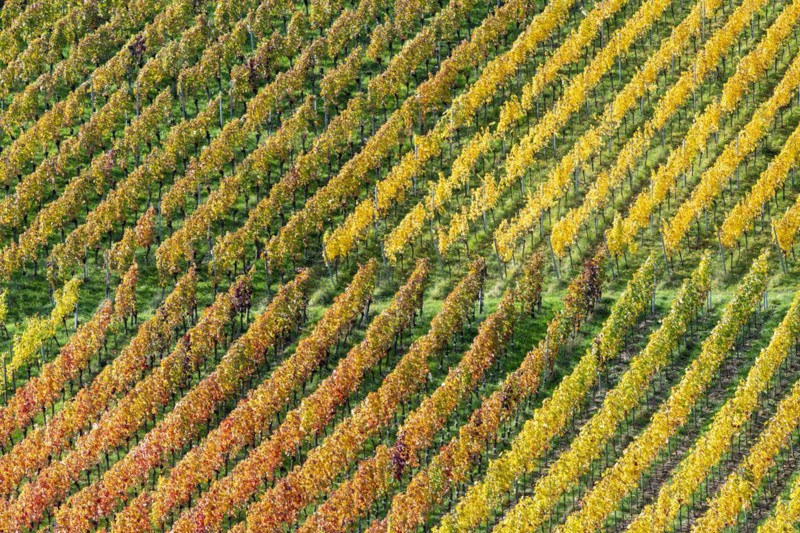 Vineyards in autumn, Rotenberg, Stuttgart, Baden-Württemberg, Germany, Europe