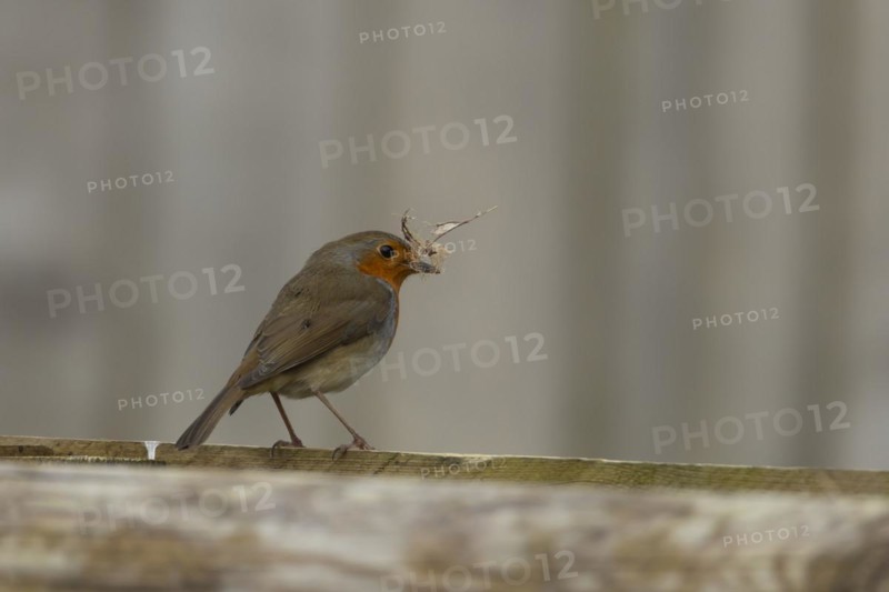 European robin (Erithacus rubecula) adult bird on a garden fence with nesting material in its beak in spring, England, United Kingdom, Europe