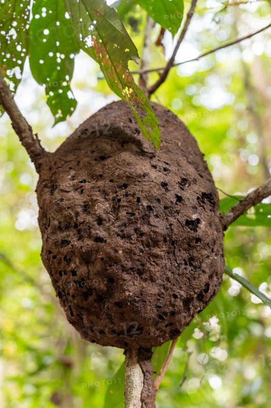 Termite tree nest, Amazon Museum MUSA, Cidade de Deus, Manaus, Brazi