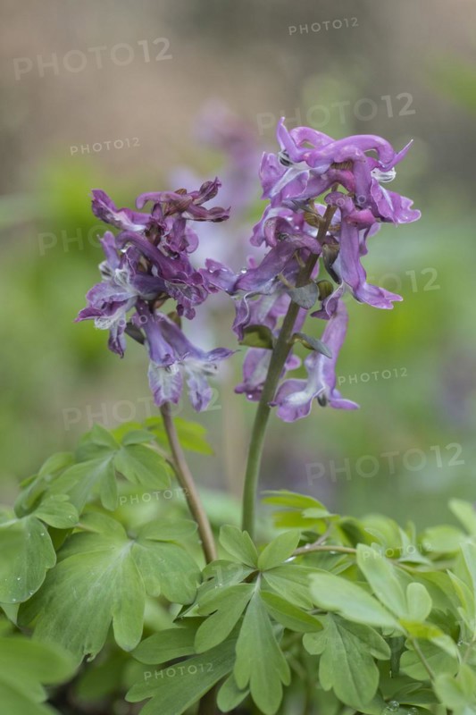 Hollow larkspur (Corydalis cava), Bad Iburg, Lower Saxony, Germany, Europe
