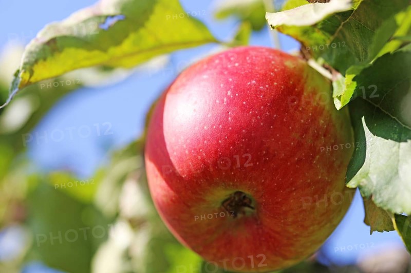 Ripe apple on the tree