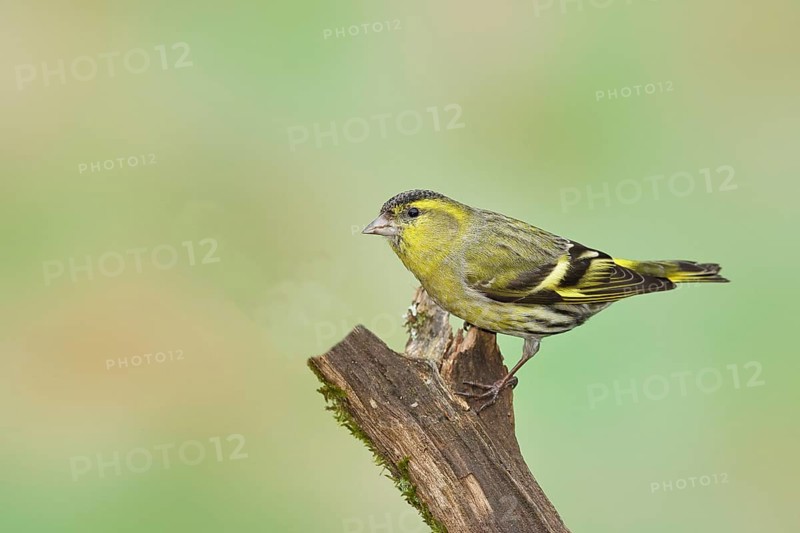 Eurasian siskin (Carduelis spinus), male sitting on a branch overgrown with moss, Wilnsdorf, North Rhine-Westphalia, Germany, Europe