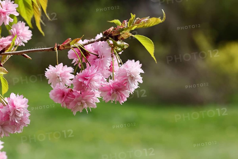 Japanese cherry (Prunus serrulata), branch with pink flowers, Wilnsdorf, North Rhine-Westphalia, Germany, Europe