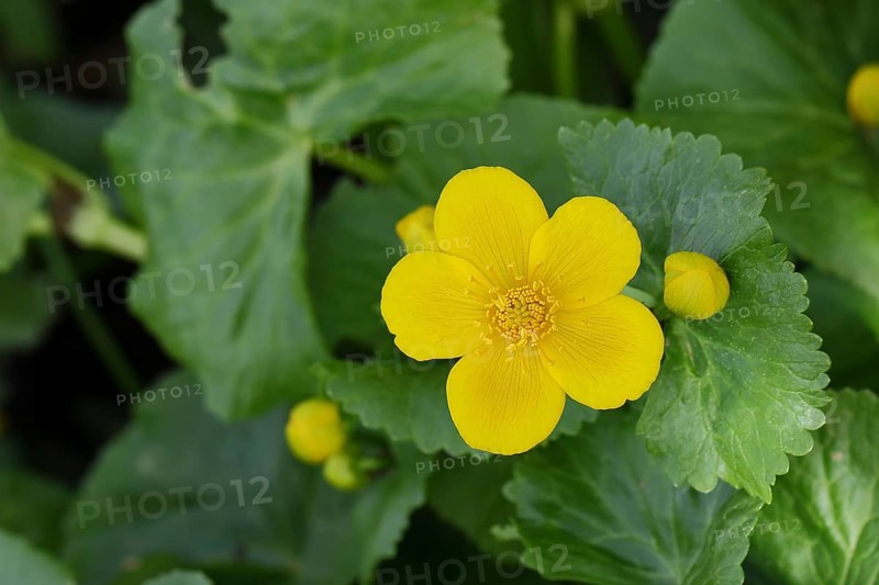 Marsh marigold (Caltha palustris), Wilnsdorf, North Rhine-Westphalia, Germany, Europe