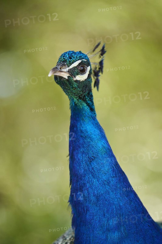 Indian peafowl (Pavo cristatus) portrait, Spain, Europe