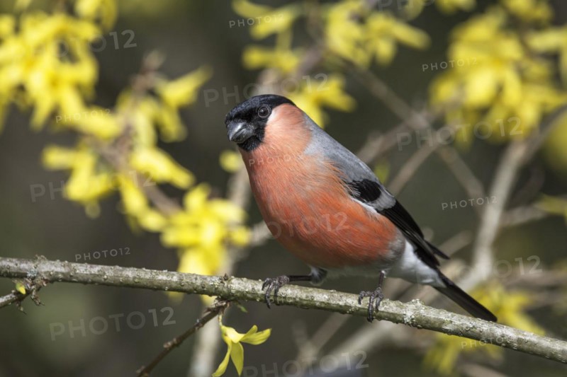 Eurasian bullfinch (Pyrrhula pyrrhula) male on the branch of a forsythia bush, Baden-Württemberg, Germany, Europe