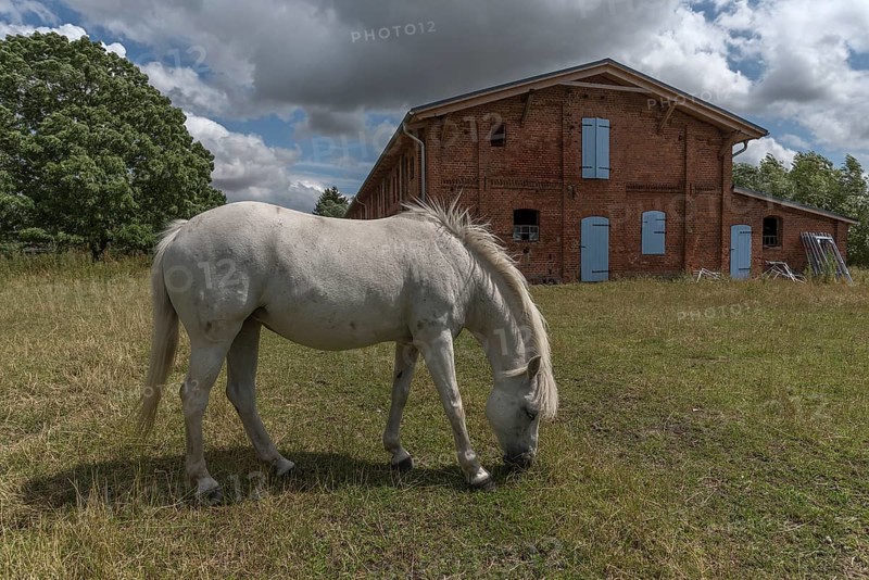 White horse on the meadow of the old estate, behind the pigsty from 1920, Othenstorf, Mecklenburg-Vorpommern, Germany, Europe