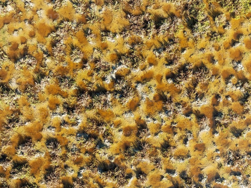 Detail of marshland near Sanlúcar de Barrameda. Aerial view. Drone shot. Cádiz province, Andalusia, Spain, Europe