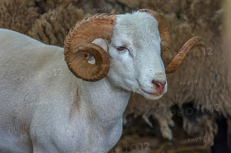 Portrait of a horned, white Moorschnucke (Ovis aries), shorn, Mecklenburg-Vorpommern, Germany, Europe
