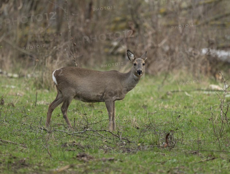 European roe deer (Capreolus capreolus) with winter coat standing in a field copse and looking attentively, wildlife, Thuringia, Germany, Europe
