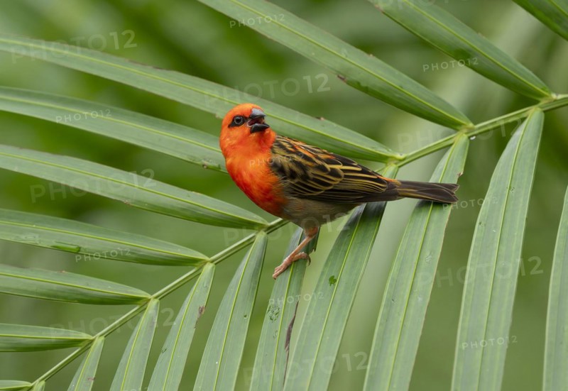 Red fody (Foudia madagascariensis), male, sitting on a palm tree, occurring in Madagascar, captive