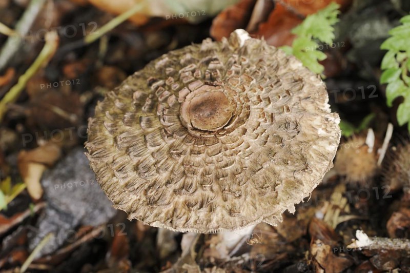 Common saffron umbrella mushroom or saffron giant umbrella mushroom (Chlorophyllum rhacodes, Macrolepiota rhacodes), lamellae, North Rhine-Westphalia, Germany, Europe