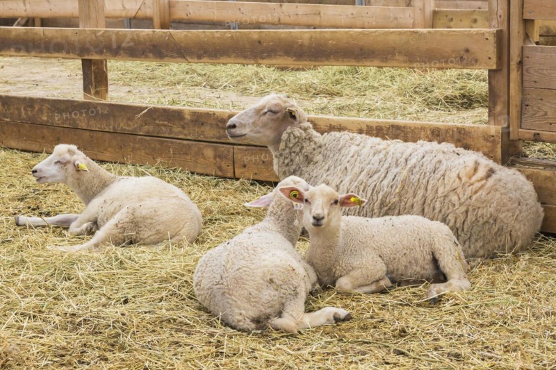 Arcott Rideau lambs in sheep pen being bred and raised for meat, Quebec, Canada, North America