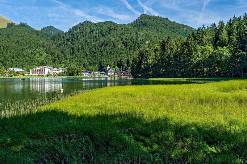 Mountain lake with pond horsetail, water horsetail (Equisetum fluviatile) and village Spitzingsee, municipality Schliersee, behind mountains Raukopf and Schwarzenkopf, Mangfall mountains, Bavarian Prealps, Upper Bavaria, Bavaria, Germany, Europe