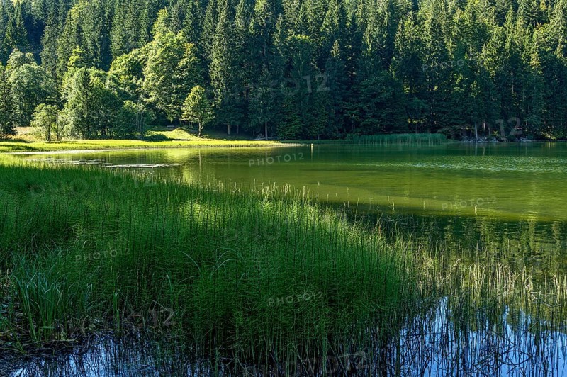 Spitzingsee, mountain lake with pond horsetail, water horsetail (Equisetum fluviatile), municipality of Schliersee, Mangfall mountains, Bavarian Prealps, Upper Bavaria, Bavaria, Germany, Europe