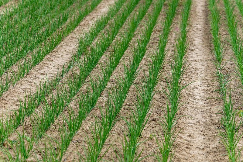 Young leek in field, (Allium porrum), Baden-Württemberg, Germany, Europe