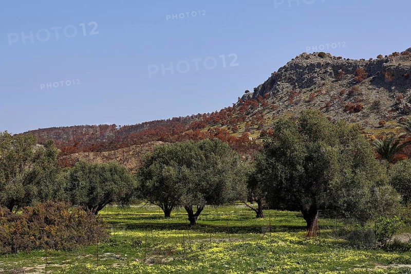 Olive trees on a green field in front of rocky hills and clear sky, forest fires, summer 2023, forest fire damage, east of Lardos Beach, Rhodes, Dodecanese, Greek Islands, Greece, Europe