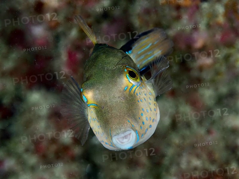 Portrait of pointed pufferfish (Canthigaster rostrata) with colourful patterns. Dive site Maravilla, Las Galletas, Tenerife, Canary Islands, Spain, Europe