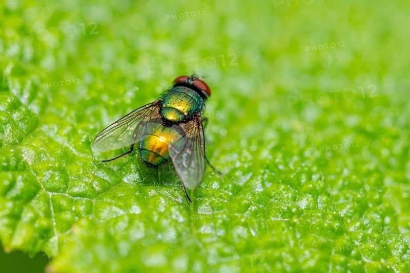 Macro photograph of an iridescent blow fly (Calliphoridae) from behind on a green leaf, Ternitz, Lower Austria, Austria, Europe