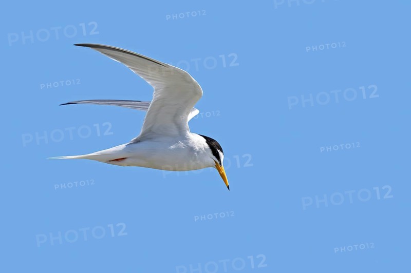 Little tern (Sternula albifrons, Sterna albifrons) in breeding plumage in flight against blue sky in spring