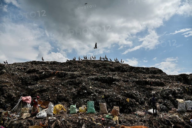 Greater Adjutant Stork (Leptoptilos dubius) at a largest disposal site. The greater adjutant stork is one of the most endangered bird species widely distributed in the plains of the Brahmaputra valley of Assam