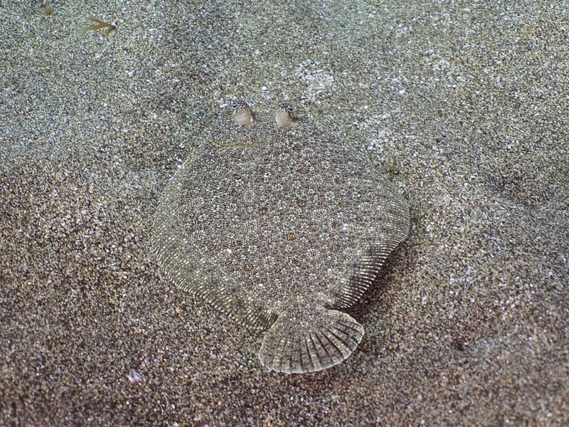 Wide-eyed turbot (Bothus podas maderensis), flounder perfectly camouflaged on a sandy seabed. Dive site El Cabron marine reserve, Arinaga, Gran Canaria, Spain, Atlantic Ocean, Europe